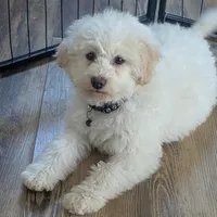 White Male #1, a male Poochon for sale in Martinsville, MO – Photo 9 of 10