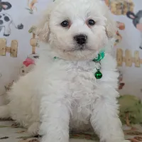 White Male #1, a male Poochon for sale in Martinsville, MO – Photo 3 of 10