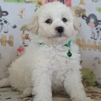 White Male #1, a male Poochon for sale in Martinsville, MO – Photo 5 of 10