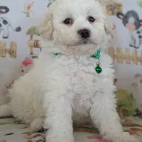 White Male #1, a male Poochon for sale in Martinsville, MO – Photo 4 of 10