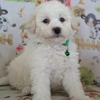 White Male #1, a male Poochon for sale in Martinsville, MO – Photo 6 of 10