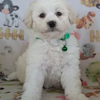 White Male #1, a male Poochon for sale in Martinsville, MO – Photo 2 of 10