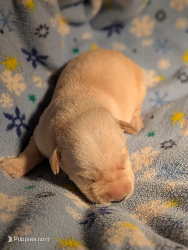 Yellow Male – Labrador Retriever puppy for sale in Martinsville, MO