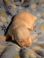 Yellow Male, a male Labrador Retriever for sale in Martinsville, MO – Photo 1 of 5