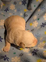 Yellow Male, a male Labrador Retriever for sale in Martinsville, MO – Photo 4 of 5