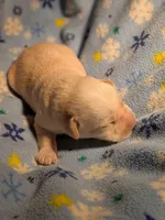 Yellow Male, a male Labrador Retriever for sale in Martinsville, MO – Photo 2 of 5