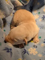 Yellow Male, a male Labrador Retriever for sale in Martinsville, MO – Photo 3 of 5