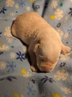 Yellow Male, a male Labrador Retriever for sale in Martinsville, MO – Photo 5 of 5