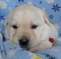 Male #4, a male Labrador Retriever for sale in Martinsville, MO – 4 of 9
