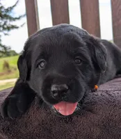 Black Male, a male Labrador Retriever for sale in Martinsville, MO – 6 of 10