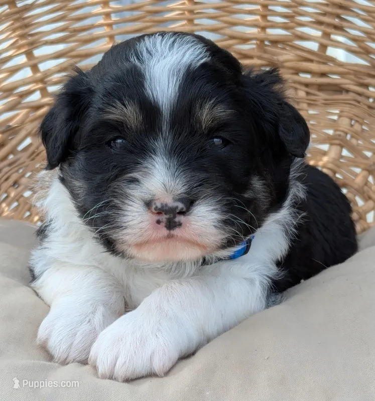 Black and White Male  – Miniature Aussiedoodle puppy for sale in Martinsville, MO