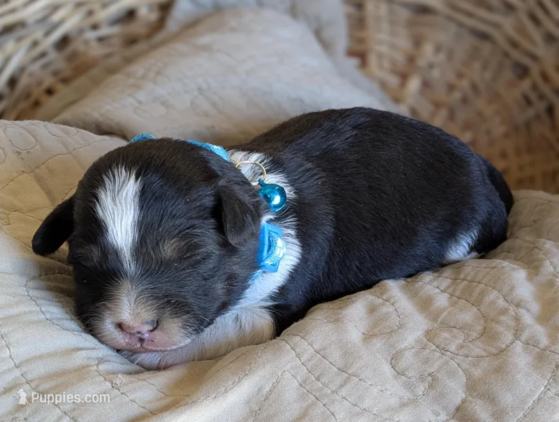 Black and White Male  – Miniature Aussiedoodle puppy for sale in Martinsville, MO
