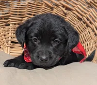 Black Male, a male Labrador Retriever for sale in Martinsville, MO – Photo 2 of 5