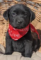 Black Male, a male Labrador Retriever for sale in Martinsville, MO – Photo 1 of 5