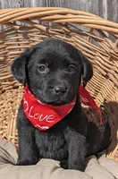 Black Male, a male Labrador Retriever for sale in Martinsville, MO – Photo 5 of 5