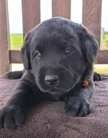 Black Male, a male Labrador Retriever for sale in Martinsville, MO – 3 of 10