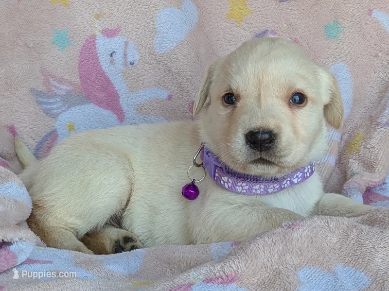 Female #2 – Labrador Retriever puppy for sale in Martinsville, MO
