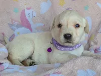 Female #2, a male Labrador Retriever for sale in Martinsville, MO – 1 of 3