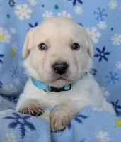 Male #3, a male Labrador Retriever for sale in Martinsville, MO – 4 of 5
