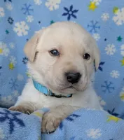 Male #3, a male Labrador Retriever for sale in Martinsville, MO – 3 of 5