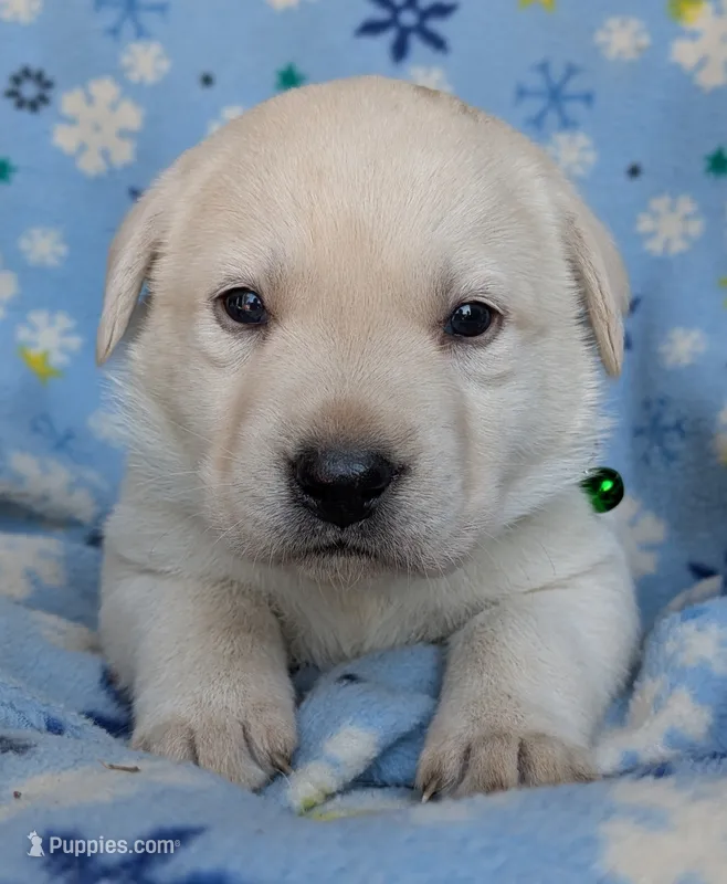 Male #2 – Labrador Retriever puppy for sale in Martinsville, MO