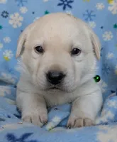 Male #2, a male Labrador Retriever for sale in Martinsville, MO – 1 of 6
