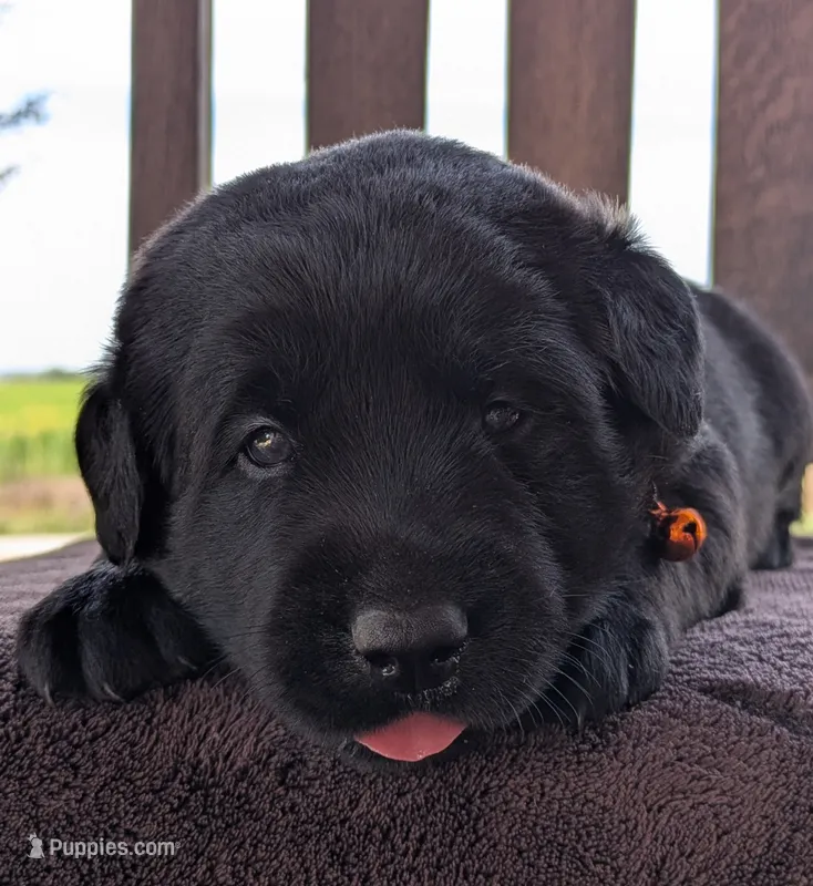 Black Male – Labrador Retriever puppy for sale in Martinsville, MO