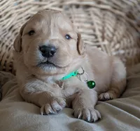 Male #5, a male Golden Retriever for sale in Martinsville, MO – Photo 3 of 6