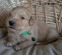 Male #5, a male Golden Retriever for sale in Martinsville, MO – Photo 2 of 6