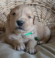 Male #5, a male Golden Retriever for sale in Martinsville, MO – Photo 6 of 6