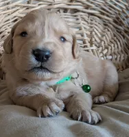 Male #5, a male Golden Retriever for sale in Martinsville, MO – Photo 4 of 6