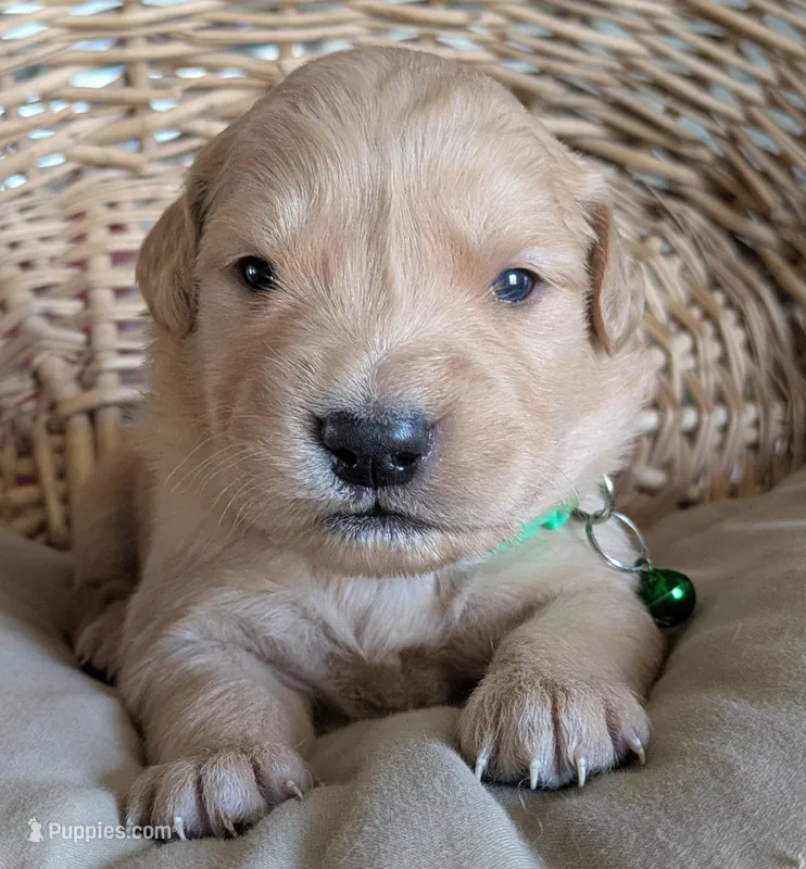 Male #5 – Golden Retriever puppy for sale in Martinsville, MO