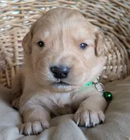 Male #5, a male Golden Retriever for sale in Martinsville, MO – Photo 1 of 6