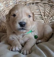 Male #5, a male Golden Retriever for sale in Martinsville, MO – Photo 5 of 6