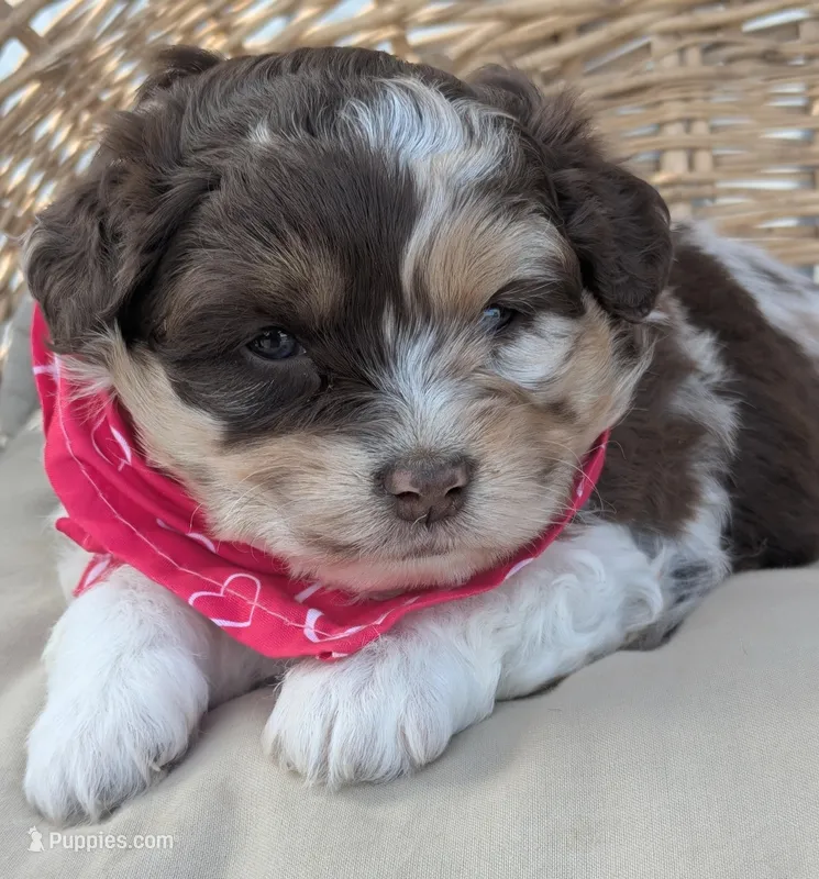 Chocolate Merle  – Miniature Aussiedoodle puppy for sale in Martinsville, MO