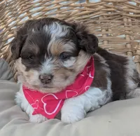 Chocolate Merle , a female Miniature Aussiedoodle for sale in Martinsville, MO – Photo 2 of 4