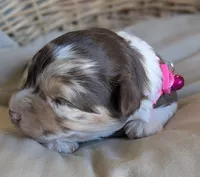 Chocolate Merle , a female Miniature Aussiedoodle for sale in Martinsville, MO – Photo 4 of 6