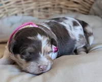 Chocolate Merle , a female Miniature Aussiedoodle for sale in Martinsville, MO – Photo 2 of 6