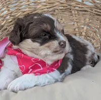 Chocolate Merle , a female Miniature Aussiedoodle for sale in Martinsville, MO – Photo 3 of 4