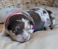 Chocolate Merle , a female Miniature Aussiedoodle for sale in Martinsville, MO – Photo 1 of 6