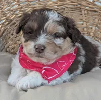 Chocolate Merle , a female Miniature Aussiedoodle for sale in Martinsville, MO – Photo 4 of 4