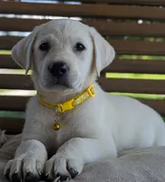 Male #3, a male Labrador Retriever for sale in Martinsville, MO – 10 of 10
