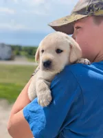 Yellow Girl, a female Labrador Retriever for sale in Martinsville, MO – 5 of 7