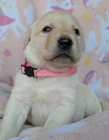Female #3, a male Labrador Retriever for sale in Martinsville, MO – 2 of 4