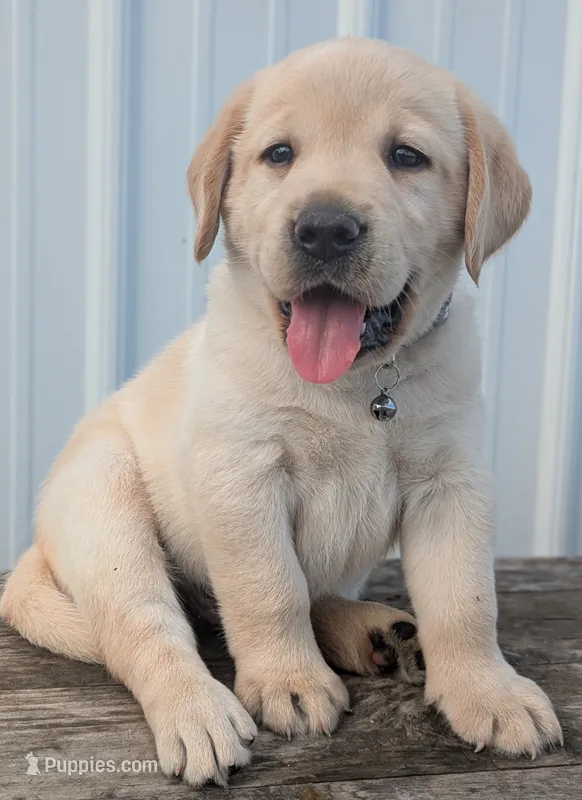 Yellow Male #2 – Labrador Retriever puppy for sale in Martinsville, MO