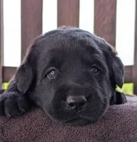 Black Male, a male Labrador Retriever for sale in Martinsville, MO – 8 of 10