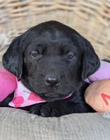 Black Female, a female Labrador Retriever for sale in Martinsville, MO – Photo 5 of 6