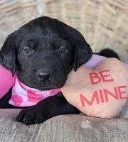 Black Female, a female Labrador Retriever for sale in Martinsville, MO – Photo 2 of 6