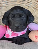Black Female, a female Labrador Retriever for sale in Martinsville, MO – Photo 3 of 6
