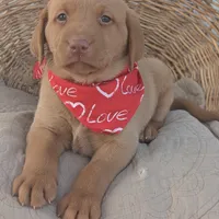 Yellow Male #3, a male Labrador Retriever for sale in Martinsville, MO – Photo 4 of 6
